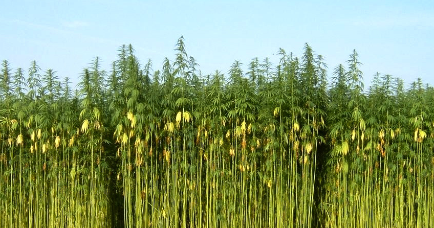 Canapa in bioedilizia